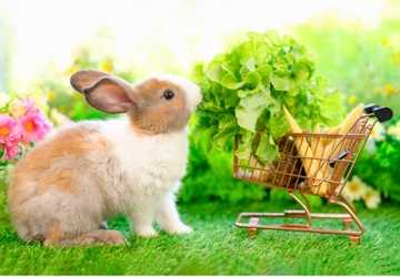 How to Maintain a Healthy Diet for Your Rabbit