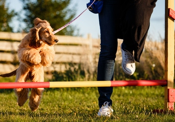 Where to Find the Best Dog Trainers in Chicago