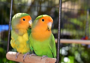 How to Create a Safe Environment for Pet Birds