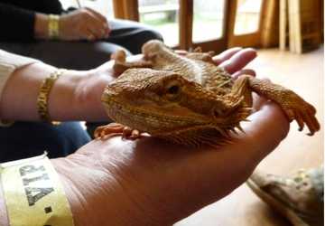 Why Exotic Pets Require Special Care and Attention