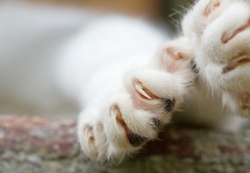 Why You Shouldn't Declaw Your Cat: An Expert Opinion