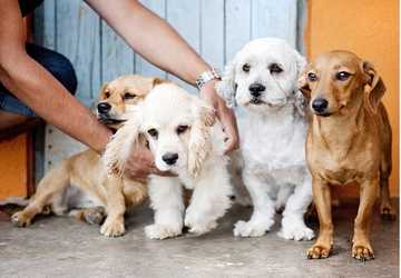 Where to Find Reputable Pet Breeders Near You