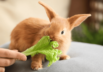 How to Maintain a Healthy Diet for Your Rabbit