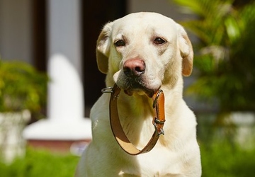 When to Replace Your Pet's Collar: Signs and Tips