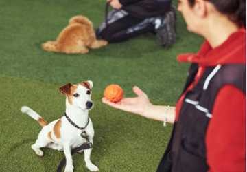 Where to Find the Best Dog Trainers in Chicago